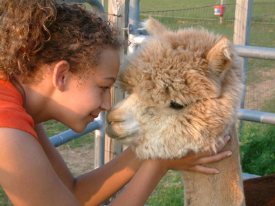 Alpacas at Sunset Ridge Alpacas on the Washington County Fiber Tour